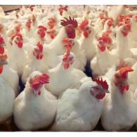 Zeopak Zeolit Hayvan Altlığı-100 kg